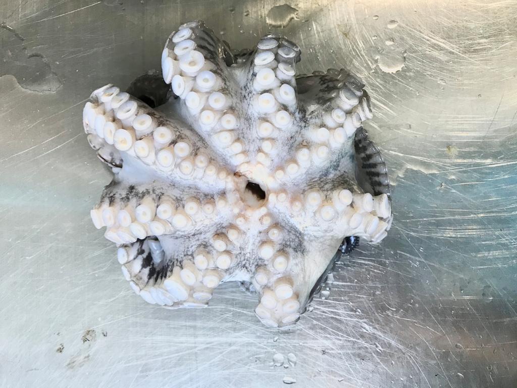 Octopus